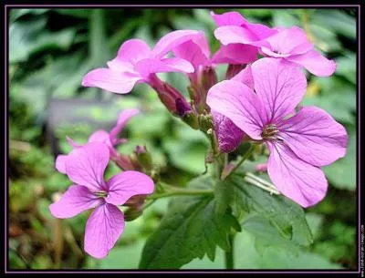 Mes grains sont dans des sachets ovales et plats. Qui suis-je ?