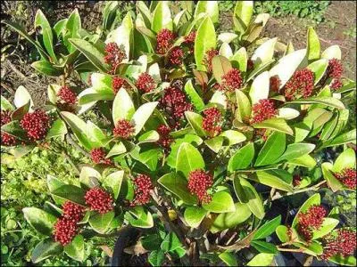 J'ai de jolies grappes de toutes petites fleurs. Qui suis-je ?