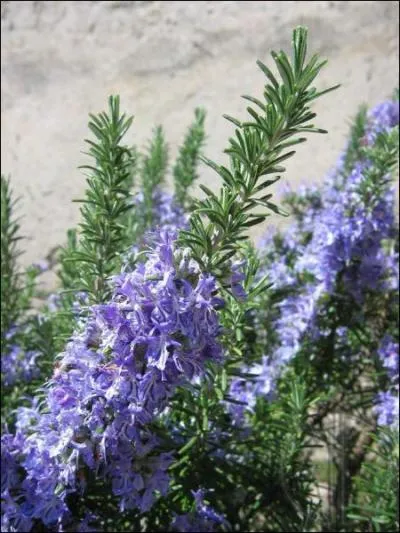 Je suis une plante aromatique. Qui suis-je ?