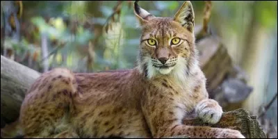 Comment s'appelle cet animal ?