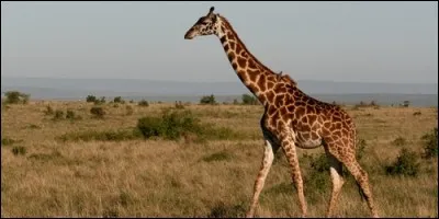 La girafe a des cornes.