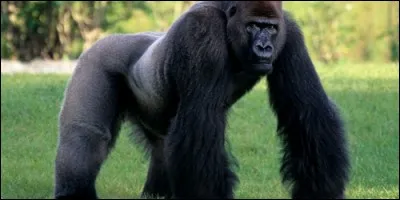 Les gorilles possèdent des empreintes digitales.