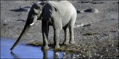 Quelle quantité d'eau l'éléphant boit-il chaque jour ?