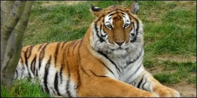 Sur quel continent vit le tigre ?