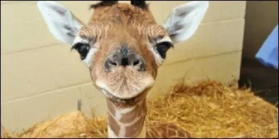 Le girafon est aussi appelé le girafeau.