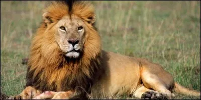 Dans la journée, que fait le lion pendant de longues heures ?