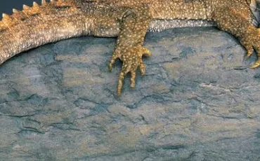 Quiz Reptiles