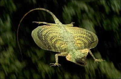 Nous sommes des lzards volants mais les humains nous ont surnomms :