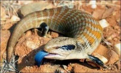 Quand on se moque de moi, c'est pas compliqu je tire la langue !