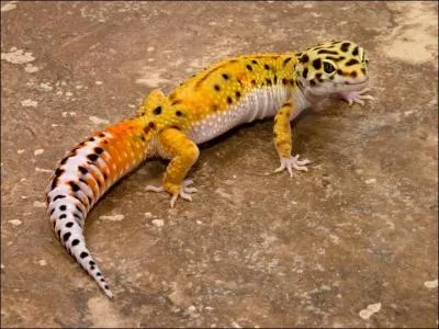 Tout le monde me trouve beau :