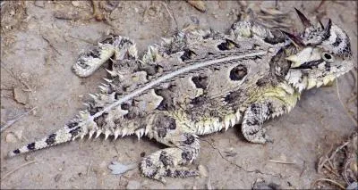 Pour me dfendre, j'jecte mon sang sur mes agresseurs... par mes yeux :