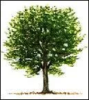 Sous quoi tombez-vous quand vous avez un coup de foudre ?