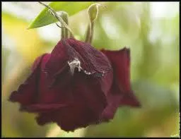 Si on vous raconte que les gouts sont bouchs, que rpondez-vous ?