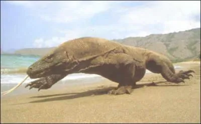 De quel animal s'agit t-il ?