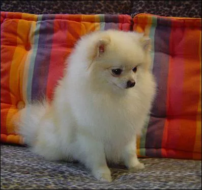 De quel animal s'agit t-il ?