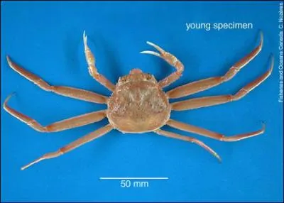 De quel animal s'agit t-il ?