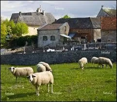 Chaque anne en fvrier un important march prim se droule  Chartrier-Ferrire. Quels produits du terroir y sont rcompenss ?