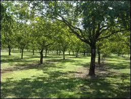 Rparties sur 900 hectares les noyeraies de Corrze produisent par an environ ... .