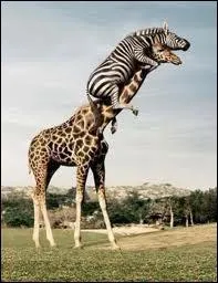 Si vous tenez le coup :