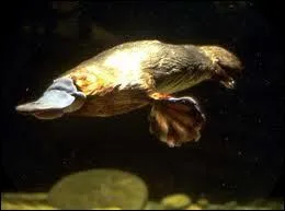 Combien pse l'ornithorynque ?