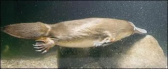 Combien mesure l'ornithorynque ?