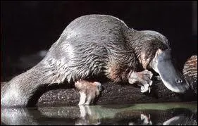 Que mange l'ornithorynque ?