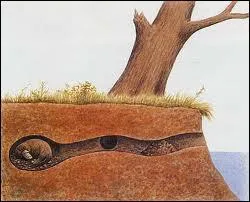 O l'ornithorynque passe-t-il les trois quarts du temps ?