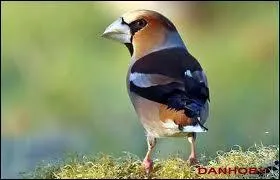 Je suis un grand amateur des amandes de noyaux de fruit, je suis ...