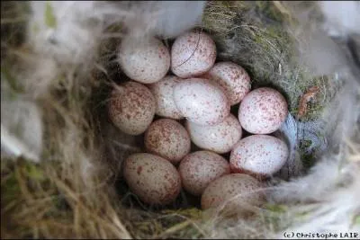 Des oeufs de Pques, non ! Mais des oeufs de ?