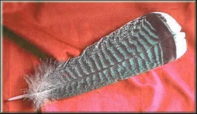 Le pauvre, il a perdu une plume ! Mais  qui appartient-elle ?