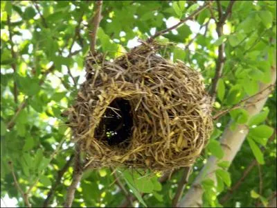 Quel artiste ! Mais il s'agit du nid de qui ?