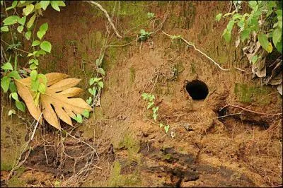 Ce petit oiseau apprcie de s'installer au plus prs de son lieu de chasse. Il s'agit du ... ?