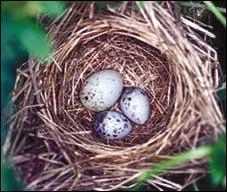 Oh oh ! Un oeuf plus gros que les autres ! Quel est celui qui a eu le culot de squatter chez son voisin ?