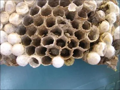 'Home Sweet Home', mais la maison de qui ?