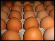 Qui peut assumer la paternit de ces oeufs ?