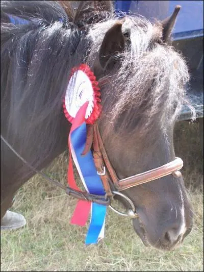 Equitation} Que porte cette ponette ?