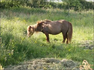 Connaissances} Quand et que mange un cheval au naturel ?