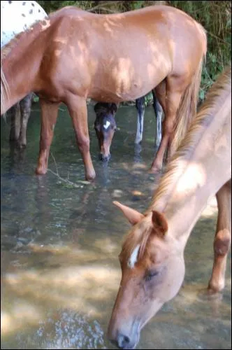 Connaissances} Que boit un cheval ?
