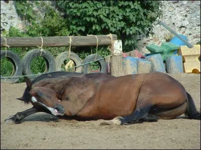 Ethologie} Quand le cheval se couche-t-il ?