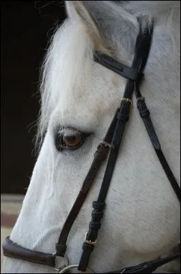 Hippologie} Existe-il des chevaux blancs ?