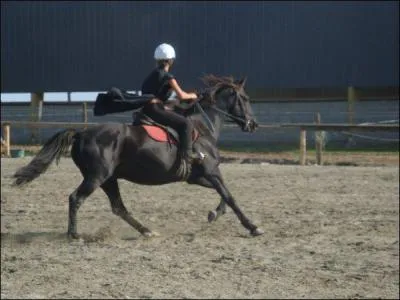 Hippologie} Existe-il des chevaux noirs ?