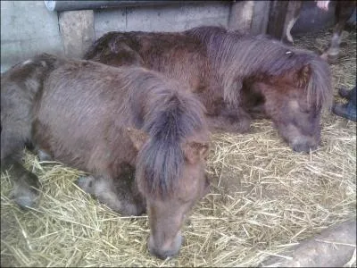 Bonus} Combien y a-t-il d'espces d'quids ?