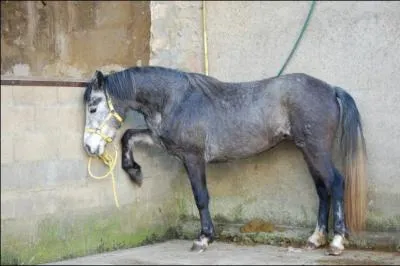 Robes} Quelle est la robe de cette ponette ?