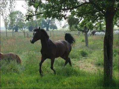 Allures} A quelle allure est ce cheval ?