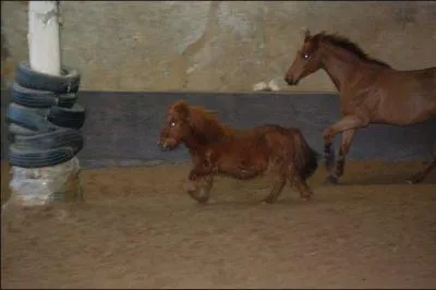 Travail} Comment sont cette jument et ce poney ?