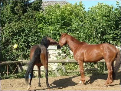 Etude thologique} Que font ces chevaux ?