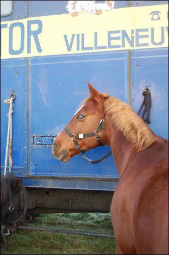 Vtrinaire} Comment est l'oeil de ce cheval ?