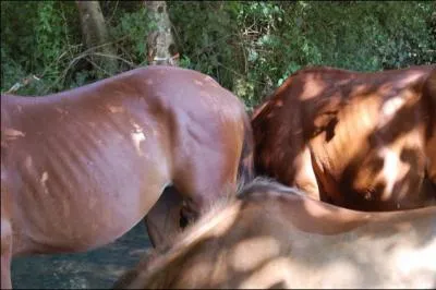 Connaissances} Combien y a t'il de pattes en tout ?