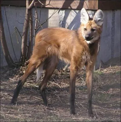 Vit en Amrique du Sud...