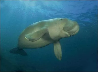 Vit dans les ocans et les mers...